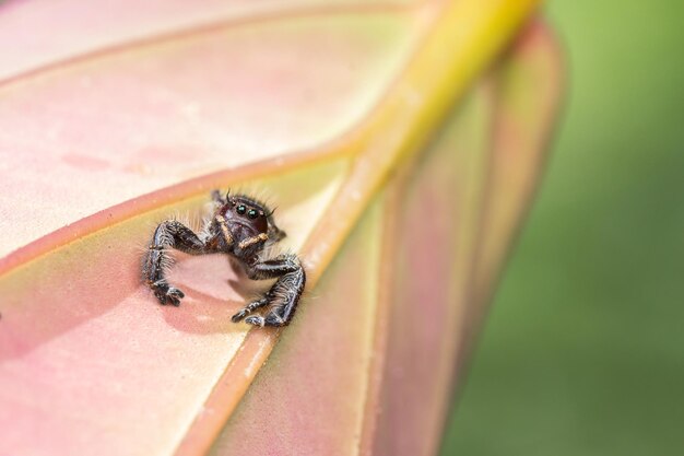 Foto close-up de uma aranha