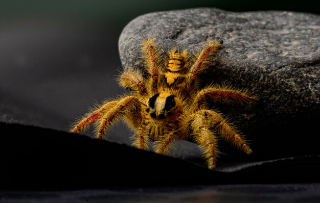 Close-up de uma aranha