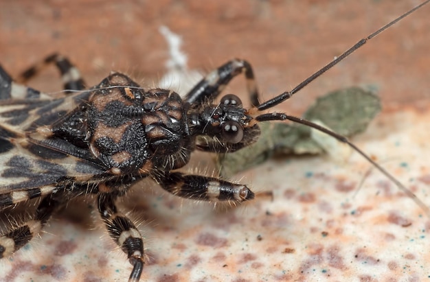 Foto close-up de uma aranha