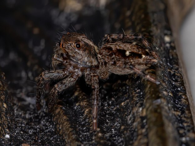 Close-up de uma aranha