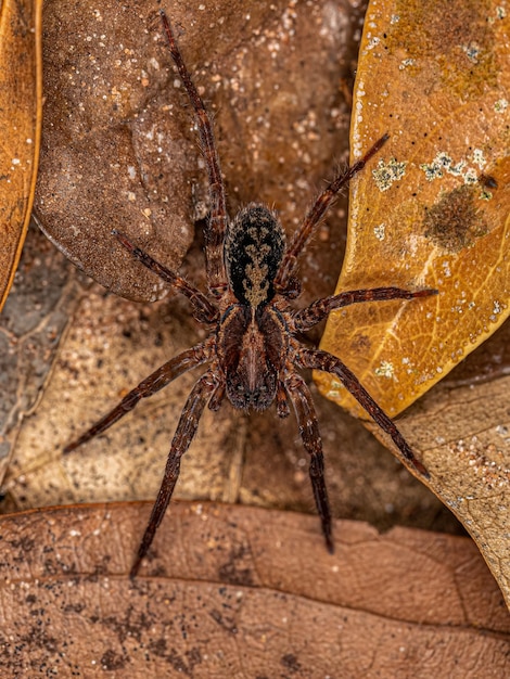 Foto close-up de uma aranha