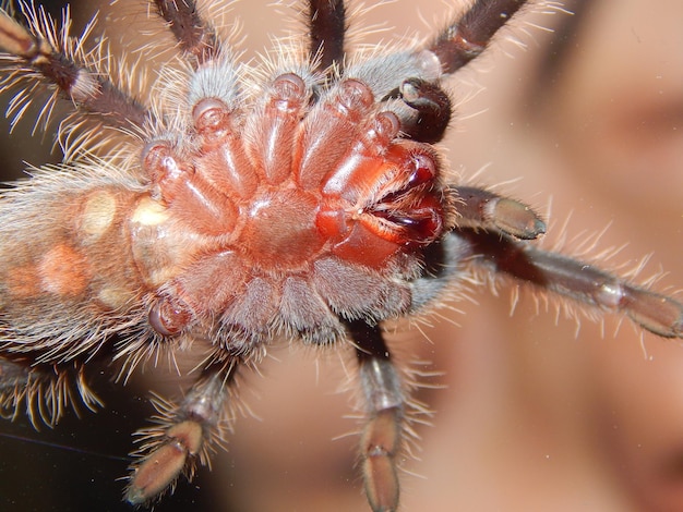 Foto close-up de uma aranha