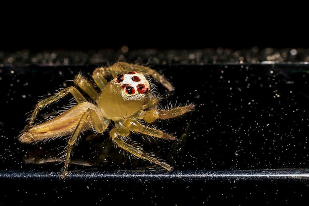 Foto close-up de uma aranha