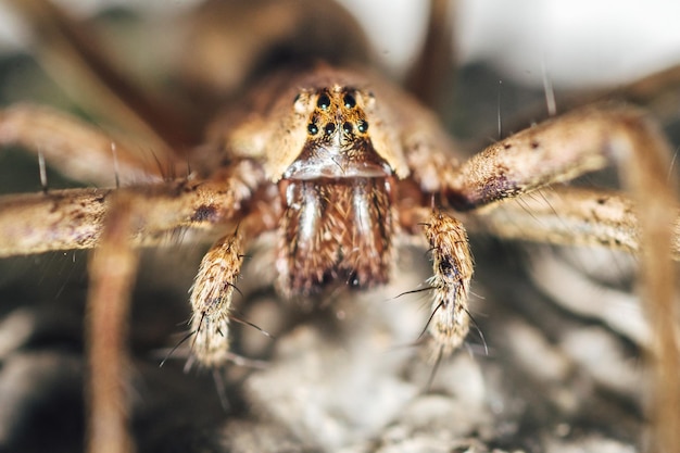 Foto close-up de uma aranha