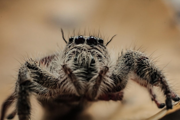 Foto close-up de uma aranha