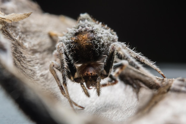 Foto close-up de uma aranha