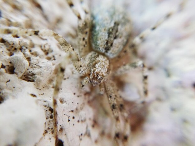 Foto close-up de uma aranha