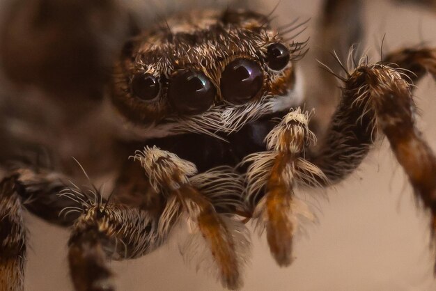 Foto close-up de uma aranha