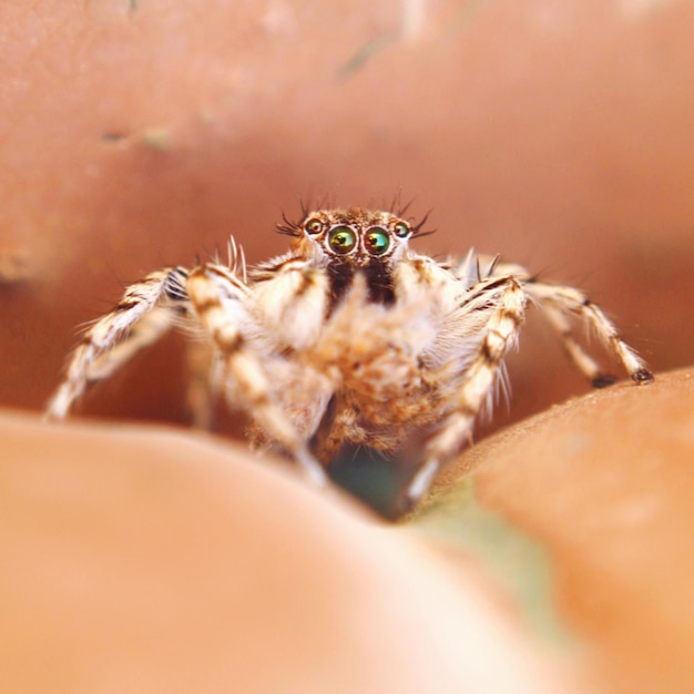 Close-up de uma aranha