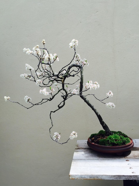 Foto close-up de uma árvore bonsai em uma mesa contra a parede