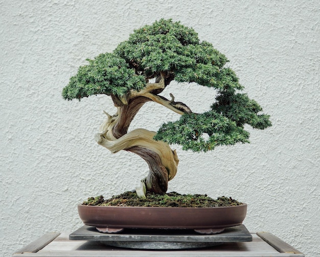 Close-up de uma árvore bonsai em uma mesa contra a parede