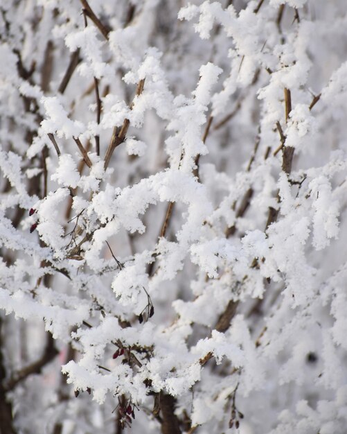 Close-up de uma árvore coberta de neve