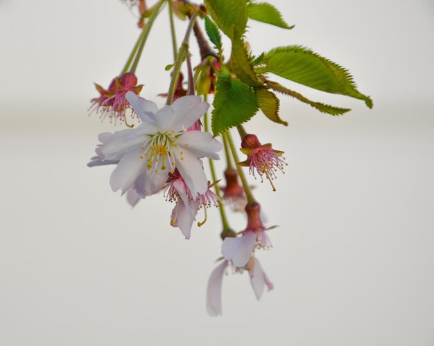 Foto close-up de uma árvore com flores