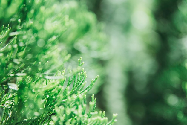 Close-up de uma árvore verde