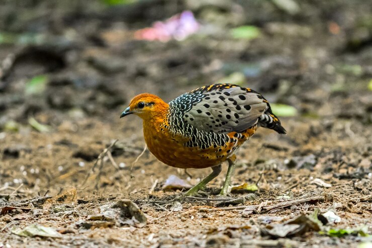 Foto close up de uma ave muito rara, a perdiz ferruginous, na floresta da tailândia.