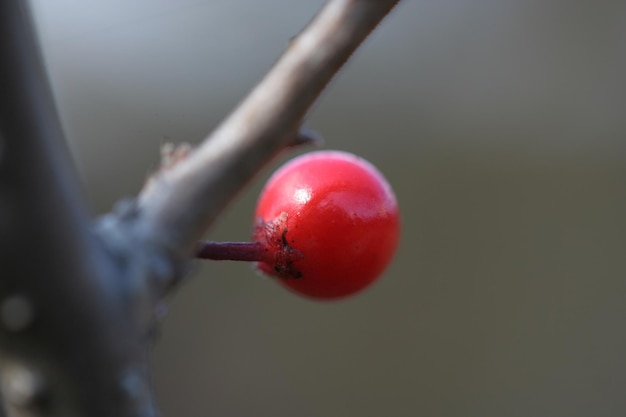 Foto close-up de uma baga