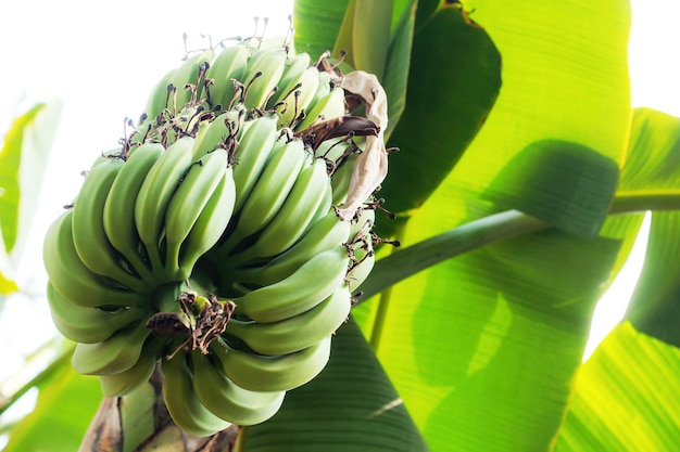 Foto close-up de uma bananeira