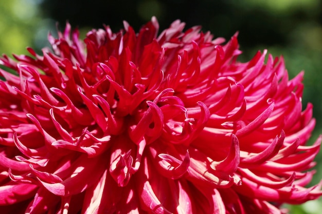 Close-up de uma bela flor de dália vermelha