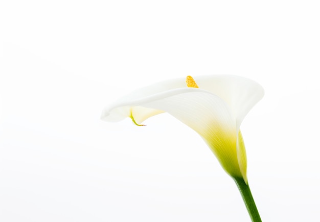 Foto close up de uma bela flor de lírios de calla isolado no fundo branco