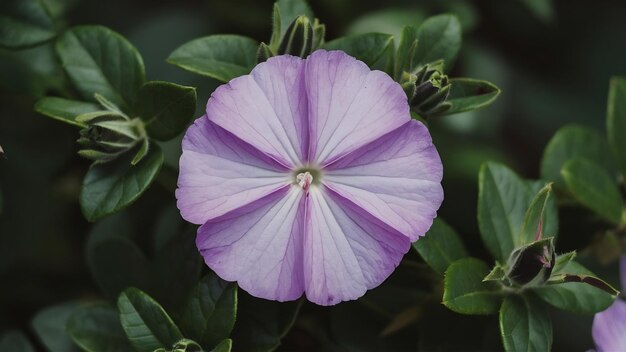 Foto close-up de uma bela flor de pervinca roxa cercada por folhas verdes