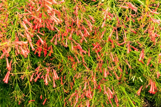 Foto close-up de uma bela planta russelia equisetiformis com suas flores características observe a incrível cor vermelha das pétalas