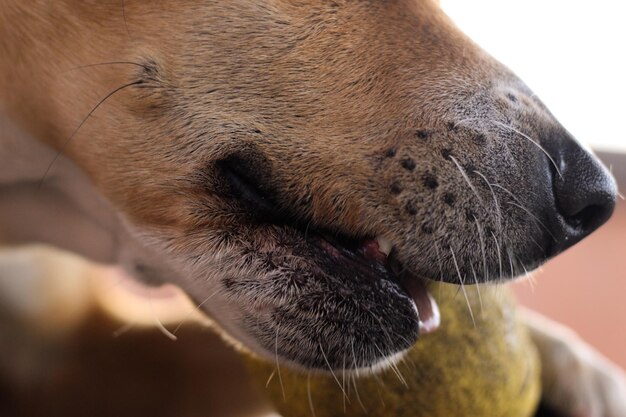 Close-up de uma boca de cão