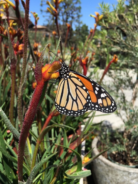 Foto close-up de uma borboleta em cima de uma planta