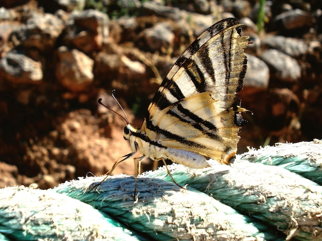 Close-up de uma borboleta empoleirada em uma corda