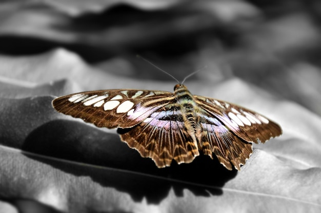 Foto close-up de uma borboleta empoleirada em uma folha