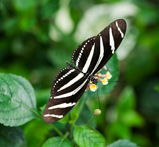 Foto close-up de uma borboleta empoleirada em uma folha