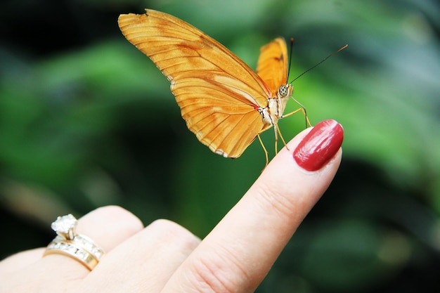 Foto close-up de uma borboleta empoleirada na mão