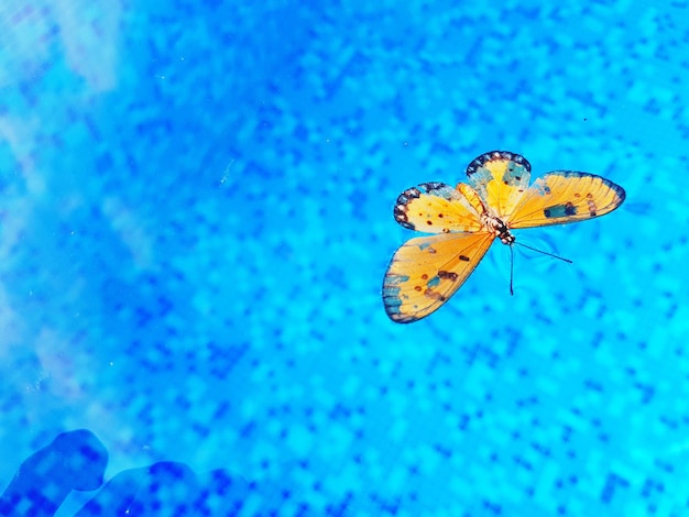 Foto close-up de uma borboleta flutuando em uma piscina