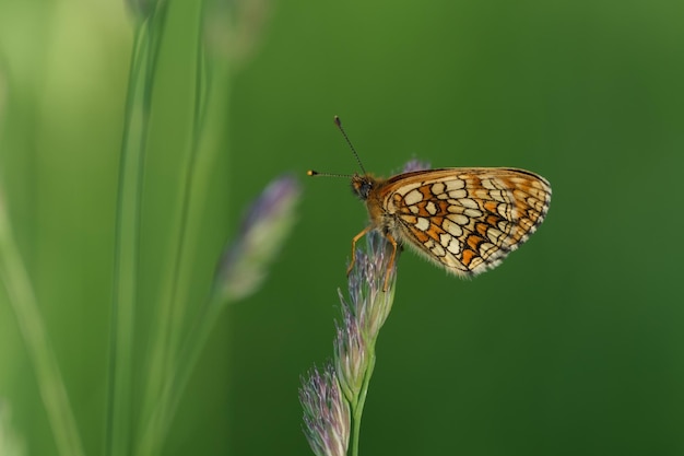 Close-up de uma borboleta fritillary de saúde na natureza descansando em uma planta