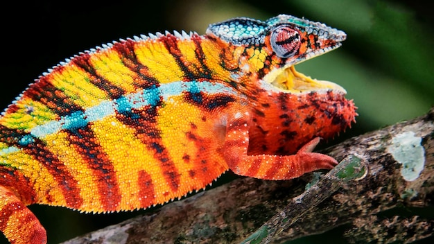 Foto close-up de uma borboleta laranja