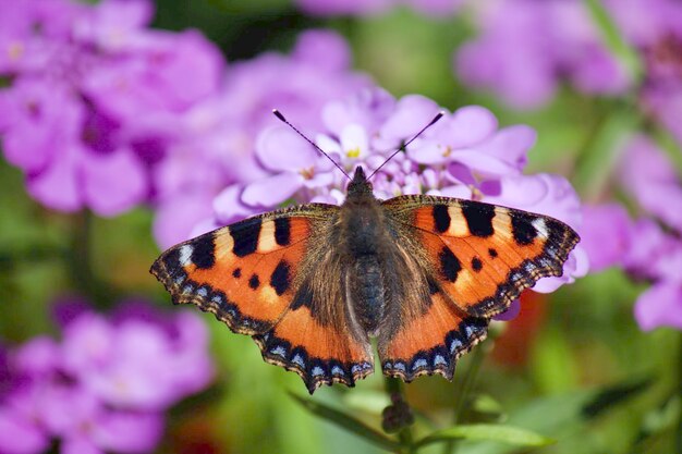 Foto close-up de uma borboleta polinizando uma flor roxa