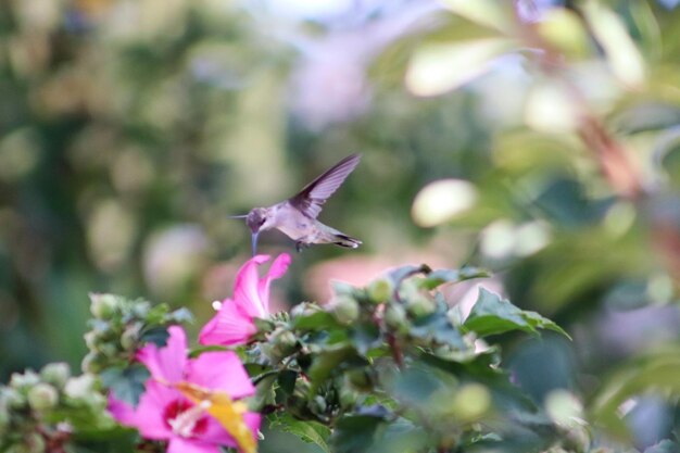 Foto close-up de uma borboleta polinizando uma planta de flores roxas