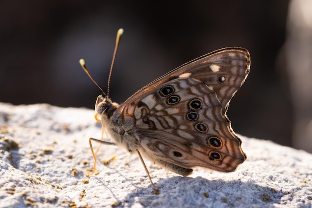 Foto close-up de uma borboleta