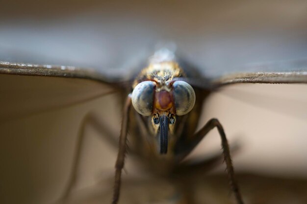 Foto close-up de uma borboleta