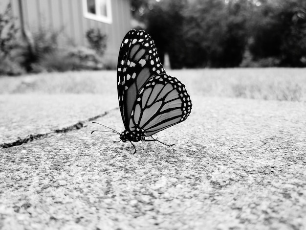 Foto close-up de uma borboleta