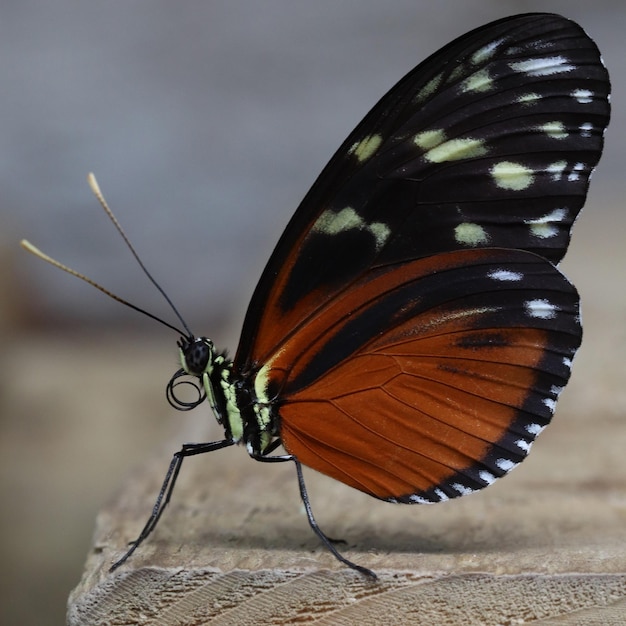 Close-up de uma borboleta