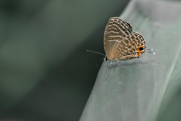 Close-up de uma borboleta