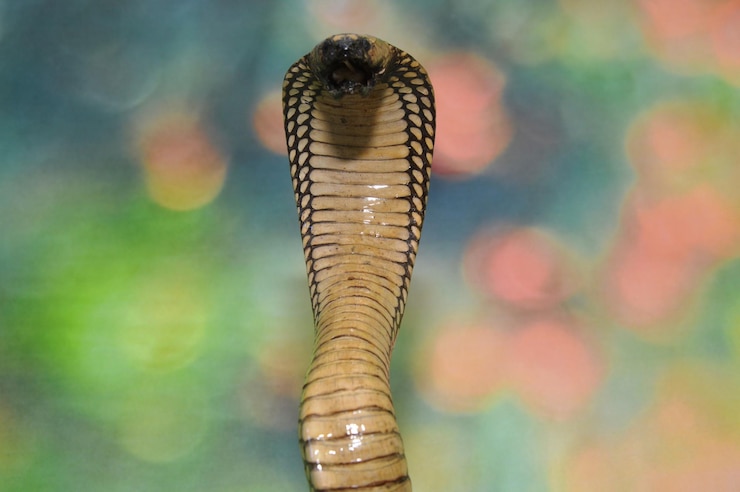 Foto close-up de uma borboleta