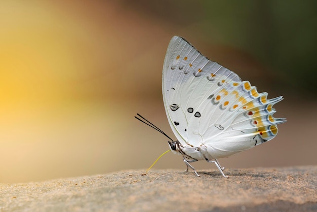 Close-up de uma borboleta
