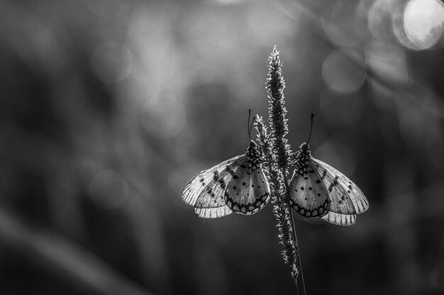 Foto close-up de uma borboleta