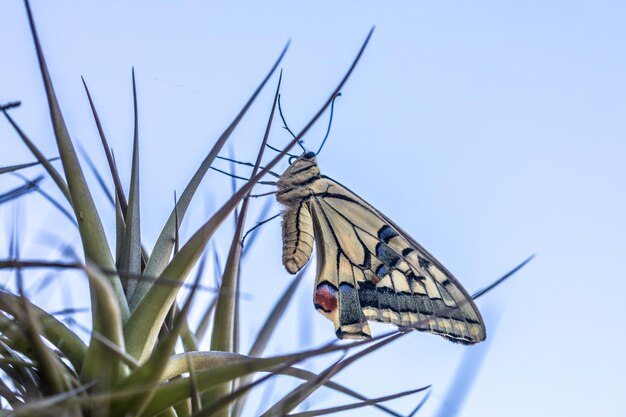 Foto close-up de uma borboleta