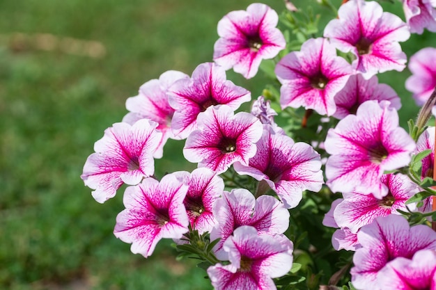 Close-up de uma borda de flor com floração colorida petunia wave sweetheartx9