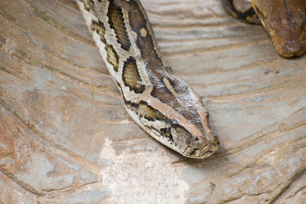 Close-up de uma cabeça de cobra python