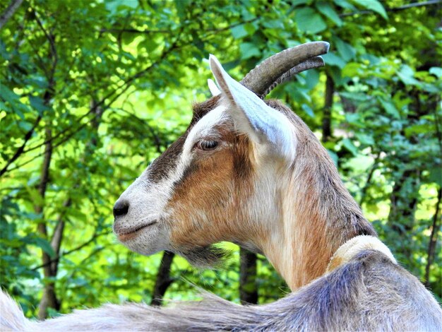 Foto close-up de uma cabra contra árvores