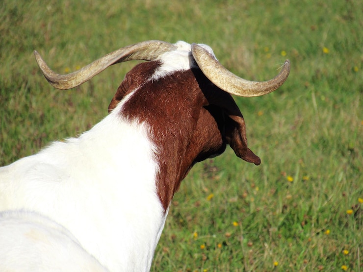 Foto close-up de uma cabra em um campo gramado