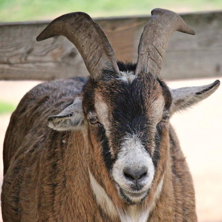 Foto close-up de uma cabra no campo